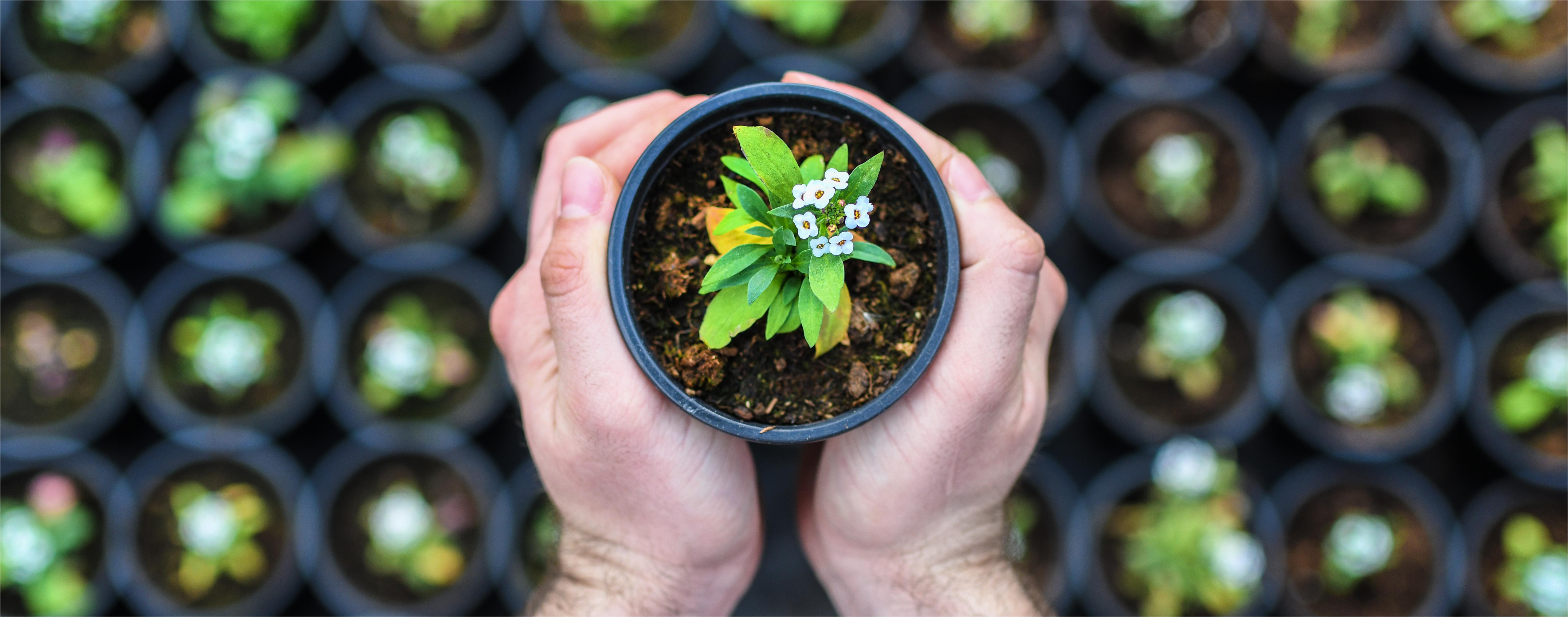 Pyrethroids fomulati...